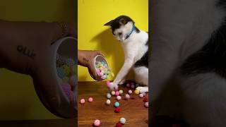 🌈😻Amazing colourful beads falling items, cat playing, asmr cat barsik, oddly satisfying Amar beads