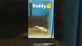 BEST BUDDY EVER🐟😁😂#aquafishzone #trendingshorts #arowana