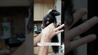 This man rescued a small skunk that fell into a pool and decided to adopt it #animalshorts