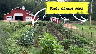 What's Growing in the Garden --- August 2023