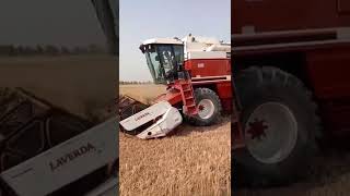 Laverda Fiatagri 3650 combine harvester wheat and strew harvesting in Pakistan