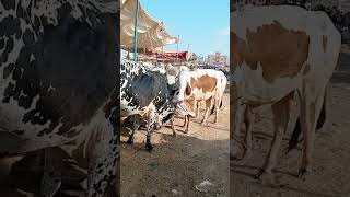 Tall bull Fight in mandi #animallover