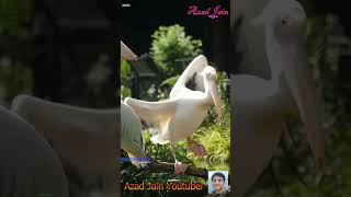 pelican bird video flapping its wing