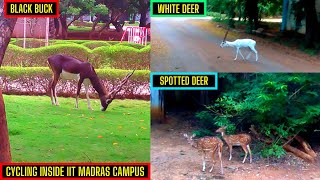 Cycling inside IIT Madras Campus and Spotting the Black Buck and White Deer | AK VLOGS AND TRAVELS