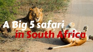 A Big 5 Safari in Kruger National Park