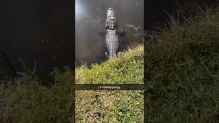 Scared me #gator #swamplife #biggirl #fishing #florida