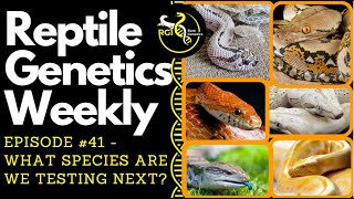 What Species Are We Testing Next? - Reptile Genetics Weekly, Ep 41