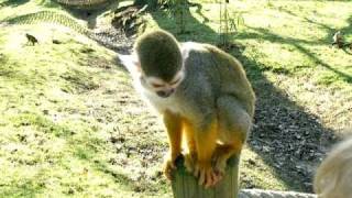 Squirrel Monkey at Woburn