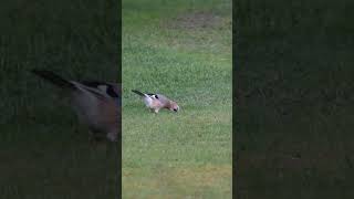 Look at this jay digging up a nut that it previously cached away! So clever. #bird #birding #animals