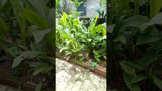 এই দেখো আমার বাড়িতে হলুদ চাষ করেছি ♥️| #shorts #garden