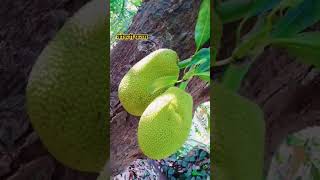 कोकणातील फणसाचे झाड |jackfruit tree kokan#jackfruit#kokan #maharashtra#dapoli#viral #popular#shorts