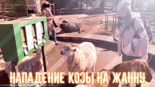 🐐 Коза атакует Жанну в Калининградском зоопарке 🐑