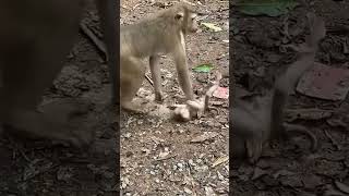 why monkey mama is mauling her baby ...😔😪  🐒#viralshorts #animals