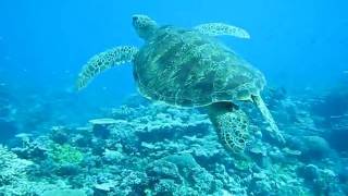 Turtle Swimming over Coral Best Snorkeling Great Barrier Reef.AVI