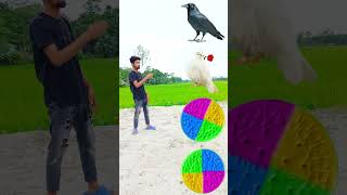 Tractor wheel to parrot pingen crow peacock 🦚 #shortsfeed_ #viralvideos #shortvideos #short