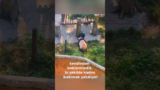 Panda birden ayı olduğunu hatırlıyor cinsini sevdiğim cinsine çeker