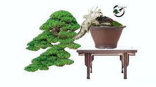 Thuja Available on the site