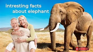 intresting facts about elephant 🐘 #wildanimal #wildlife