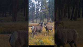 Sweet clip I pulled years ago on a salt lick cam! #hiking #hunting #arizona #hikingadventures #rams