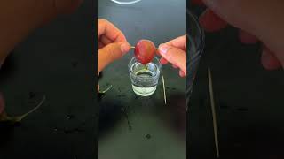 Try growing some grapes in a glass of water #shorts