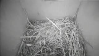 Bernheim Live Bluebird Cam