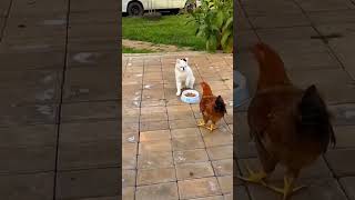 My food don’t try get my food! #funnycats #catlover #funnyvideo