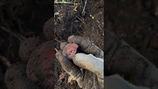 90 Year old Antique Lysol Bottle Found Bottle Digging. #shorts #viralvideo