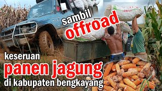 Panen Jagung Sambil Offroad di Kebun Jagung