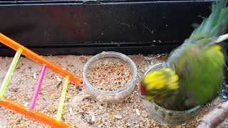 waterbowl swimming with poofy melon the #kakariki