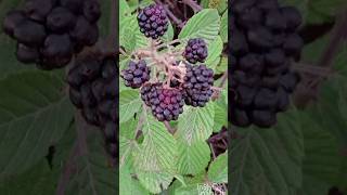 Wild Blakcberry/Βατομουριά #βατόμουρα #plant #fruits #bush #wildblakberries #rubusfruticosus #φρούτα