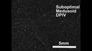 Sequence of raw DPIV data for jellyfish (nbt.2269-S6)