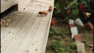 Be Patience Bees #honeybees #apismellifera #amazingbees