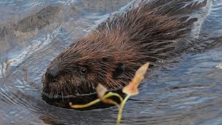 A Lost Young Beaver?