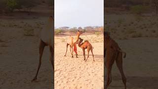 #camel #crazy #naughty #baby #comedy #shorts