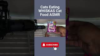 Cats Eating WHISKAS Cat Food ASMR #WHISKAS #asmr #catasmr #shortsvideo