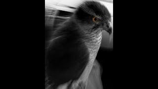 Goshawk vs Crows 14