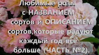 Любимые розы с НАЗВАНИЕМ сортов и ОПИСАНИЕМ сортов,которые радуют  каждый год все больше (ЧАСТЬ №2).