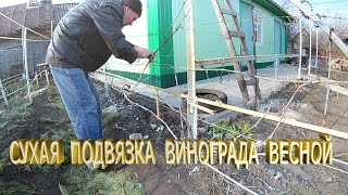 Подвязка винограда .Чем и как подвязывать виноград.Уход за виноградом весной