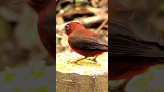 Lindo Tico Tico Rei Vermelho na Natureza #shorts