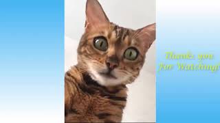 Забавные животные Funniest Animals №14