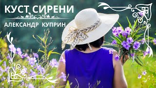 КУСТ СИРЕНИ. АЛЕКСАНДР КУПРИН Слушаем рассказ о любви