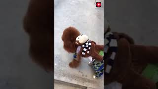 teddy dog is going to be a child