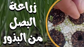 زراعة البصل من البذور حتي النمو