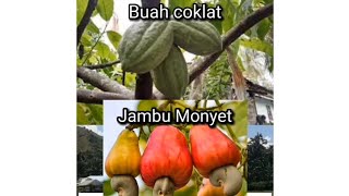 Panen daun pisang sama jambu monyet dan tidak ketinggalan buah coklat