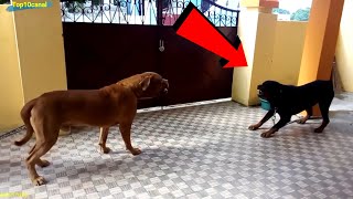 Poderoso Rottweiler se enfrenta a un Gran Dogo de Burdeos