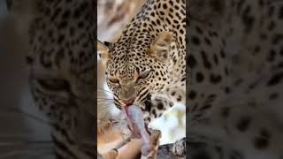 The happy face of a cheetah when hunting prey