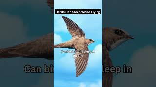 BIRDS CAN SLEEP WHILE FLYING 🐦👀🤩| did you know?#dailyfacts #alpineswift