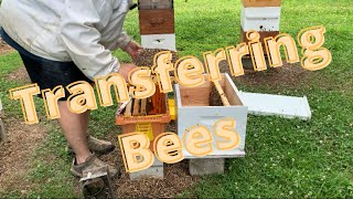 Stepping Up Nucs to 8 Frame Hives