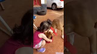 Tu perro es agresivo cuando está comiendo? mira este video