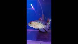 Blue acara on stock